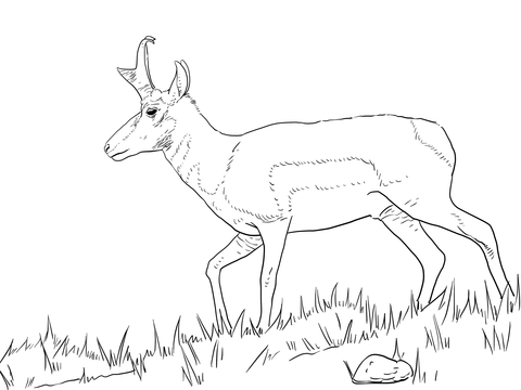 Male Pronghorn Coloring Page